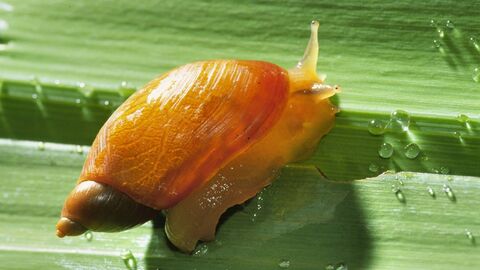 Auenbewohner Bernsteinschnecke