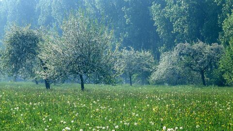 Auenwiese mit Hochstammobstanlage 