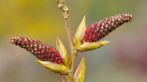 Aufspringende Blütenkätzchen einer männlichen Hybridpappel