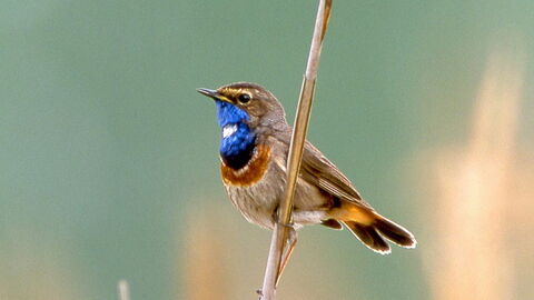 Blaukehlchen