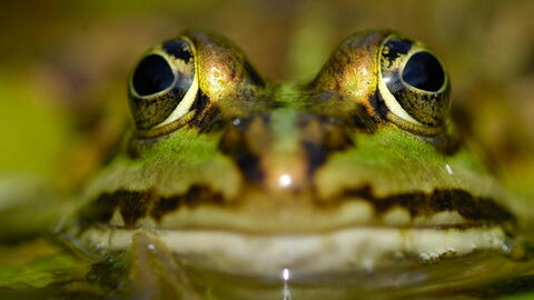 Wasserfrosch schaut aus dem Wasser