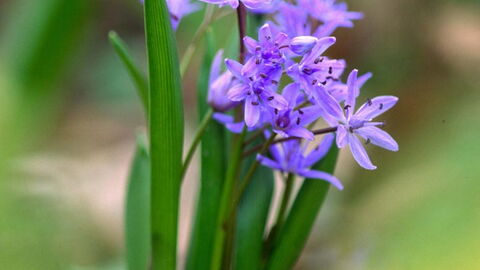 Frühblüher Blaustern