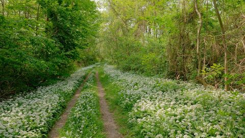 Frühling im Auwald, Weg durch Bärlauch