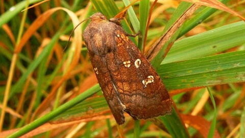 Haarstrangwurzeleule