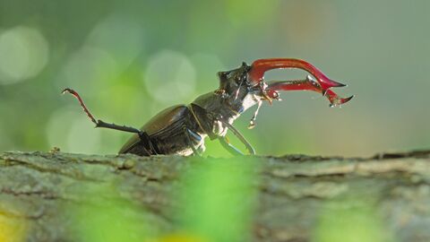 Hirschkäfer Hirschkäfer