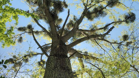 Hybridpappel mit Misteln