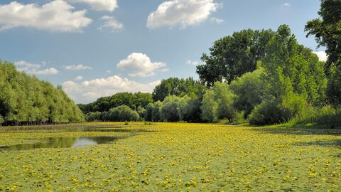 Krönckesarm mit Seekannenblüte