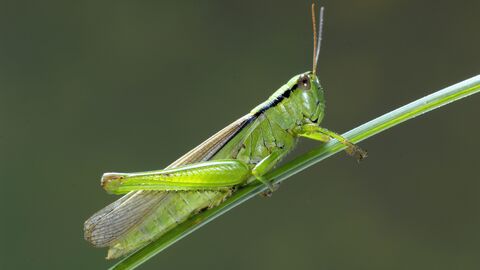 Lauchschrecke