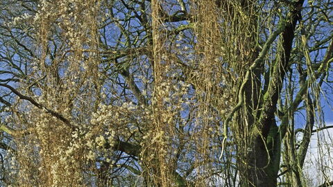 Lianen (Waldrebe) erreichen die Wipfel der Kühkopfeichen