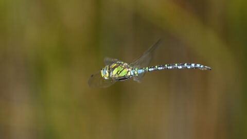 Mosaikjungfer Libelle