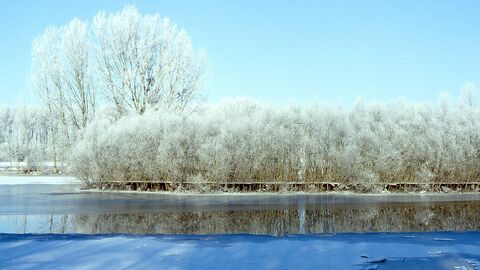 Schlappeswörtharm mit Eis und Rauhreif