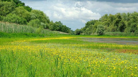 Dynamische Auenlandschaft mit lehrbuchhafter Zonierung.