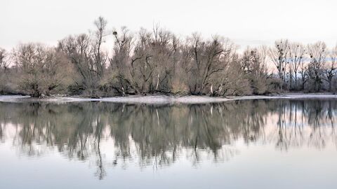 Silberweidenau am Altrhein