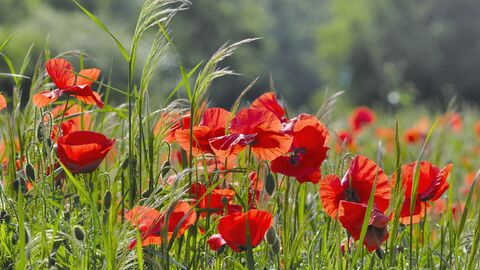 Klatschmohn