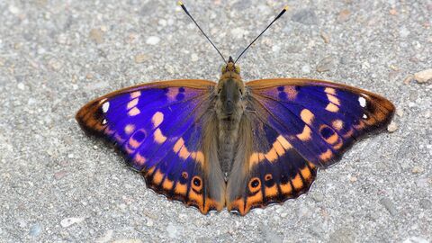 Kleiner Schillerfalter