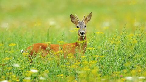 Ein Reh auf der Wiese
