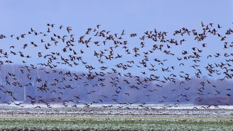 Saatgänse im hessischen Ried