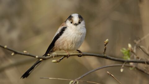 Schwanzmeise im Baum