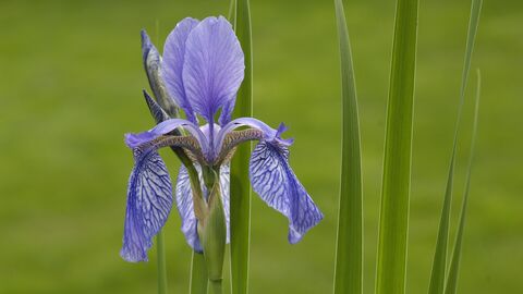 Sibirische Schwertlilie