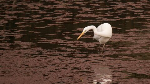 Silberreiher im Wasser