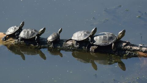 Sumpfschildkröten im Wasser
