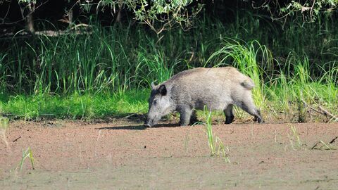 Wildschwein