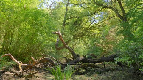 Hartholzaue auf dem Kühkopf