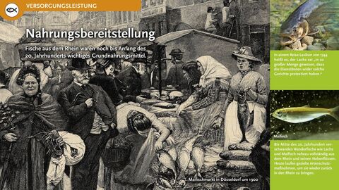 Nahrungsbereitstellung Fische aus dem Rhein waren noch bis Anfang des 20. Jahrhunderts wichtiges Grundnahrungsmittel