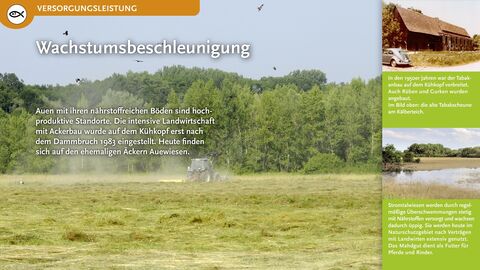 Wachstumsbeschleunigung Auen mit ihren nährstoffreichen Böden sind hochproduktive Standorte. Die intensive Landwirtschaft mit Ackerbau wurde auf dem Kühkopf erst nach dem Dammbruch 1983 eingestellt. Heute finden sich auf den ehemaligen Äckern Auewiesen.