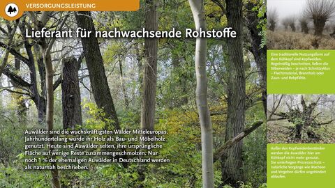 Lieferant für nachwachsende Rohstoffe Auwälder sind selten, ihre ursprüngliche Fläche ist auf wenige Reste zusammengeschmolzen.