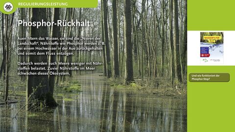 Phosphor-Rückhalt Auen filtern das Wasser, sie sind die "Nieren der Landschaft". Nährstoffe wie Phosphor werden z. B. bei einem Hochwasser in der Aue zurückgehalten und somit dem Fluss entzogen.