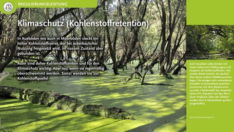 Klimaschutz (Kohlenstoffretention) In Aueböden wie auch in Moorböden steckt ein hoher Kohlenstoffvorrat, der bei ackerbaulicher Nutzung freigesetzt wird, im nassen Zustand aber gebunden ist