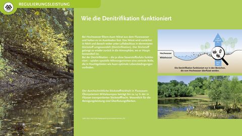Wie die Denitrifikation funktioniert Bei der Denitrifikation spielen spezielle Mikroorganismen eine zentrale Rolle, die in Feuchtgebieten wie Auen optimale Lebensbedingungen vorfinden.