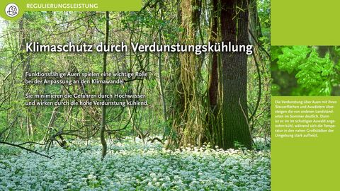 Klimaschutz durch Verdunstungskühlung Funktionsfähige Auen spielen eine wichtige Rolle bei der Anpassung an den Klimawandel. Sie minimieren die Gefahren durch Hochwasser und wirken durch die hohe Verdunstung kühlend.