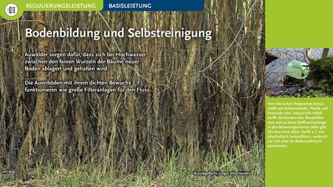 Bodenbildung und Selbstreinigung Auwälder sorgen dafür, dass sich bei Hochwasser zwischen den feinen Wurzeln der Bäume neuer Boden ablagert und gehalten wird