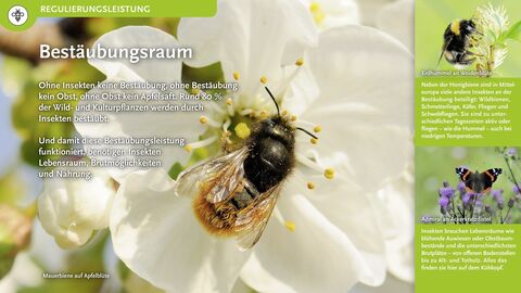 Bestäubungsraum Ohne Insekten keine Bestäubung, ohne Bestäubung kein Obst, ohne Obst kein Apfelsaft