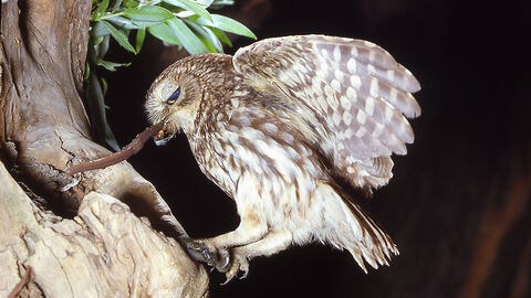 Steinkauz mit Regenwurm