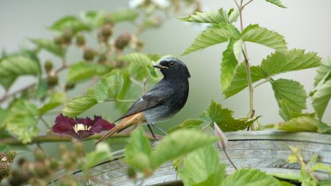 Ein Hausrotschwanz im Beerenbusch