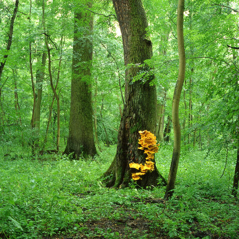 27W Hartholzauwald,alte Eichen, Pilz, Schwefelporling, Karlswörth Kopie 27W Hartholzauwald,alte Eichen, Pilz, Schwefelporling, Karlswörth Kopie