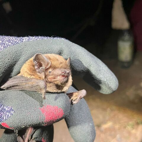 Kleiner Abendsegler (Fledermaus) gehalten von einer Hand. 